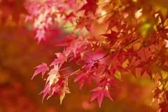 坟前栽枫树风水讲究 北方墓地种树有哪些禁忌