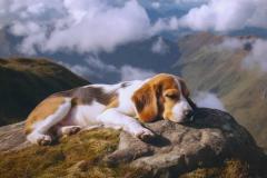 属狗的最佳婚配生肖有哪些 和属狗最合的属相是什么