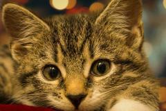 自从养了猫运气就一直不好 运气不好怎么转运