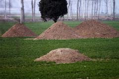 坟墓后边有竹子风水好吗 如何通过风水布局提升运势