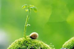 最近运气不好怎么转运 有哪些植物适合放在财位