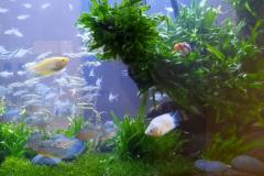 鱼缸圆的好还是方的好风水 鱼缸形状对风水的影响