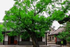 风水上房屋前面种什么树最好 树木与房屋的距离如何把握