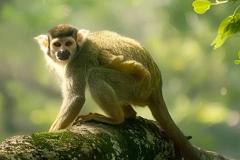 属猴女最佳婚配属相解析 生肖配对中猴女的姻缘密码