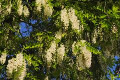 坟地种什么树最好 坟地种槐树有哪些风水讲究