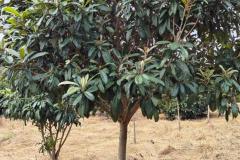 屋后面种什么树吉利 哪些果树不适合房屋后种