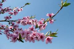 桃花劫的男女能走到最后吗 桃花劫对感情的影响有哪些