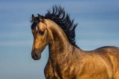 属马人一生最旺3个人 哪些属相是属马人的暗中贵人