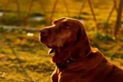 属狗女性幸运颜色有哪些讲究 生肖狗女生穿什么颜色旺运势