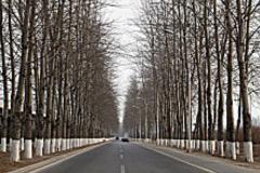 房屋前两排树对风水有何影响 如何布局避免树木成煞