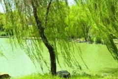 杨柳木命适合什么职业发展 杨柳木命三大最佳职业选择