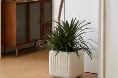 客厅最旺三种绿植 家里养什么花最好最吉利