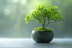 家里养绿植的风水禁忌  绿植如何改善家居风水