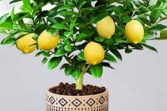 室内养柠檬树风水好吗 如何根据风水调整植物摆放