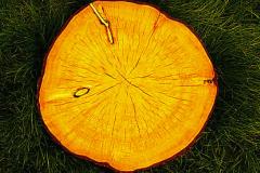 木命的人五行缺什么怎么补 五行缺木对运势有什么影响