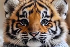 25年属虎女性运势解析  属虎女2025年事业感情如何发展