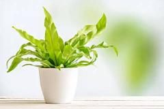 十种最旺家庭的盆栽 家里适合养什么植物