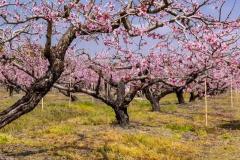 大门前栽桃树好不好 如何根据风水选择家门口的植物