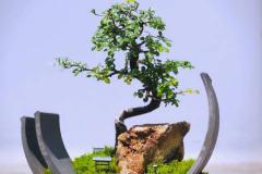 门口的盆景好养吗北方风水 不同盆景的风水寓意是什么