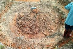 祖坟上长大树好不好可以砍掉吗 哪些树种适合保留在祖坟旁