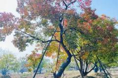 乌桕适合住宅种植吗风水好吗 庭院乌桕种植方位禁忌