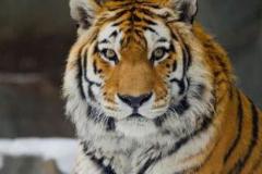 虎和什么属相最不配 属虎的人与哪些生肖相冲