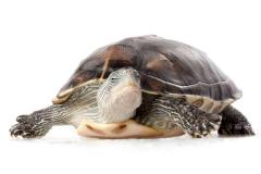 乌龟养在哪里风水好 风水大师对养乌龟有何建议