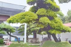 院子里种几棵树最吉利 如何根据风水选择树种