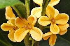 院子养花北方能养吗风水好吗 如何根据风水养桂花