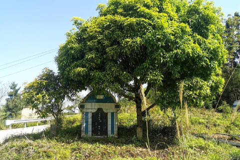 坟前栽什么树风水最好 种植数量有何讲究