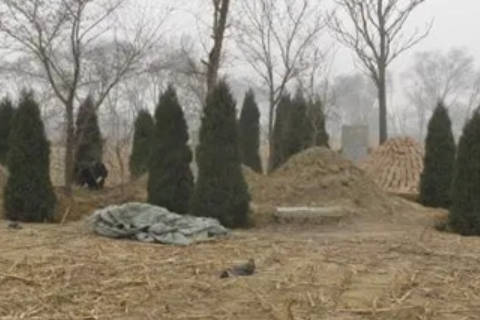 墓地旁边种树有什么讲究 适合种什么树