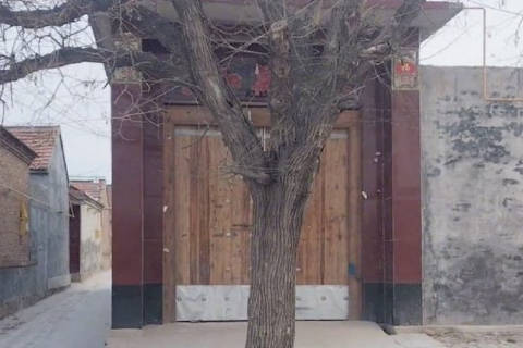 门口有树对着大门好不好 门前树风水有什么讲究