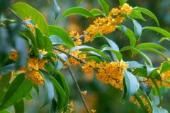 门前种桂花树风水好吗  三种人不宜栽桂花树