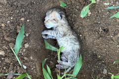 梦到自己养的猫死了 女人梦见自己家猫死了