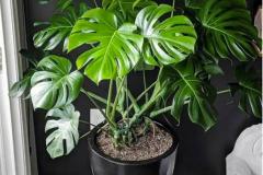 龟背竹可以放卧室吗 它晚上放氧气对健康有害吗