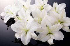 家里放百合花吉利吗 百合花可以放卧室睡觉吗