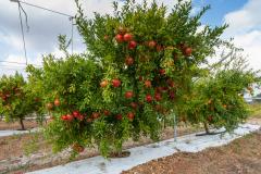 家里种石榴树风水上好不好 石榴树适合种家里吗