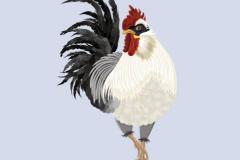 属鸡和什么生肖相冲 属狗和属鸡为什么是死对头