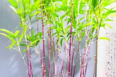 红竹室外能种吗风水好吗 家里可以种红竹马