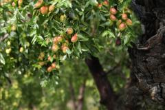 家里种枣树风水好吗 门前种枣树风水禁忌