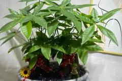 发财树放在客厅哪个位置好 它适合放在空调旁吗