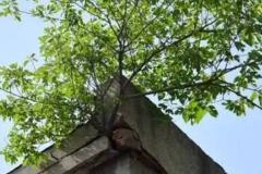 屋顶上长树风水好不好 它对家里运势影响大吗