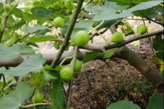 家里种无花果树风水好不好 无花果树最忌三个属相