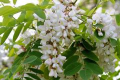 刺槐能种在客厅吗北方风水 如何化解客厅种刺槐的阴阳局