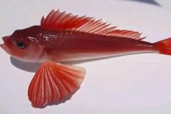 做梦梦见抓鱼是什么征兆 梦见鱼5种征兆要发财