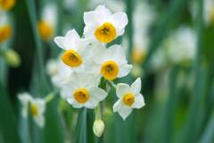 家里养什么花最好最吉利 客厅最建议买的三个花