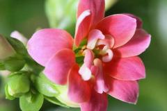 长寿花可以放卧室吗 长寿花的风水大忌属相