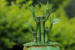 家里养什么植物旺财又旺人 适合养富贵竹还是铜钱草