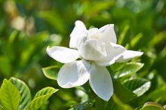 家中养栀子花风水 栀子花养在客厅吉利吗