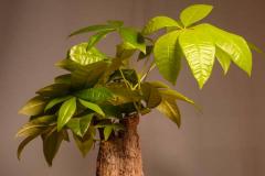 什么室内植物风水好 发财树放哪里风水最好